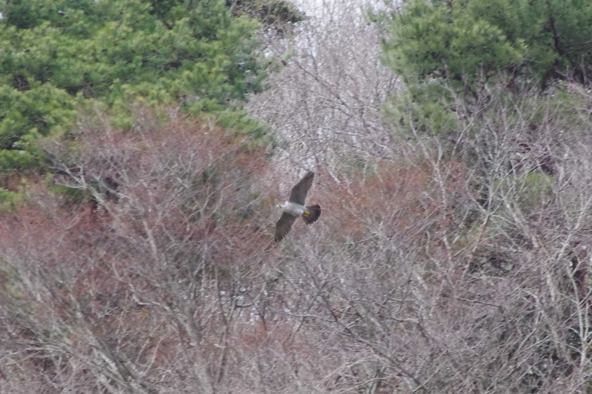 Peregrine Falcon