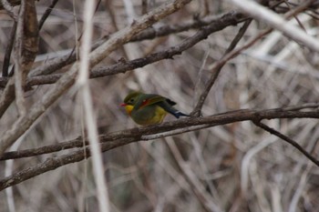 2024年3月2日(土) 雪入ふれあいの里公園の野鳥観察記録