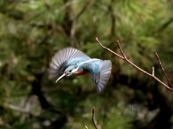 カワセミ 都立猿江恩賜公園 2024年3月2日(土)