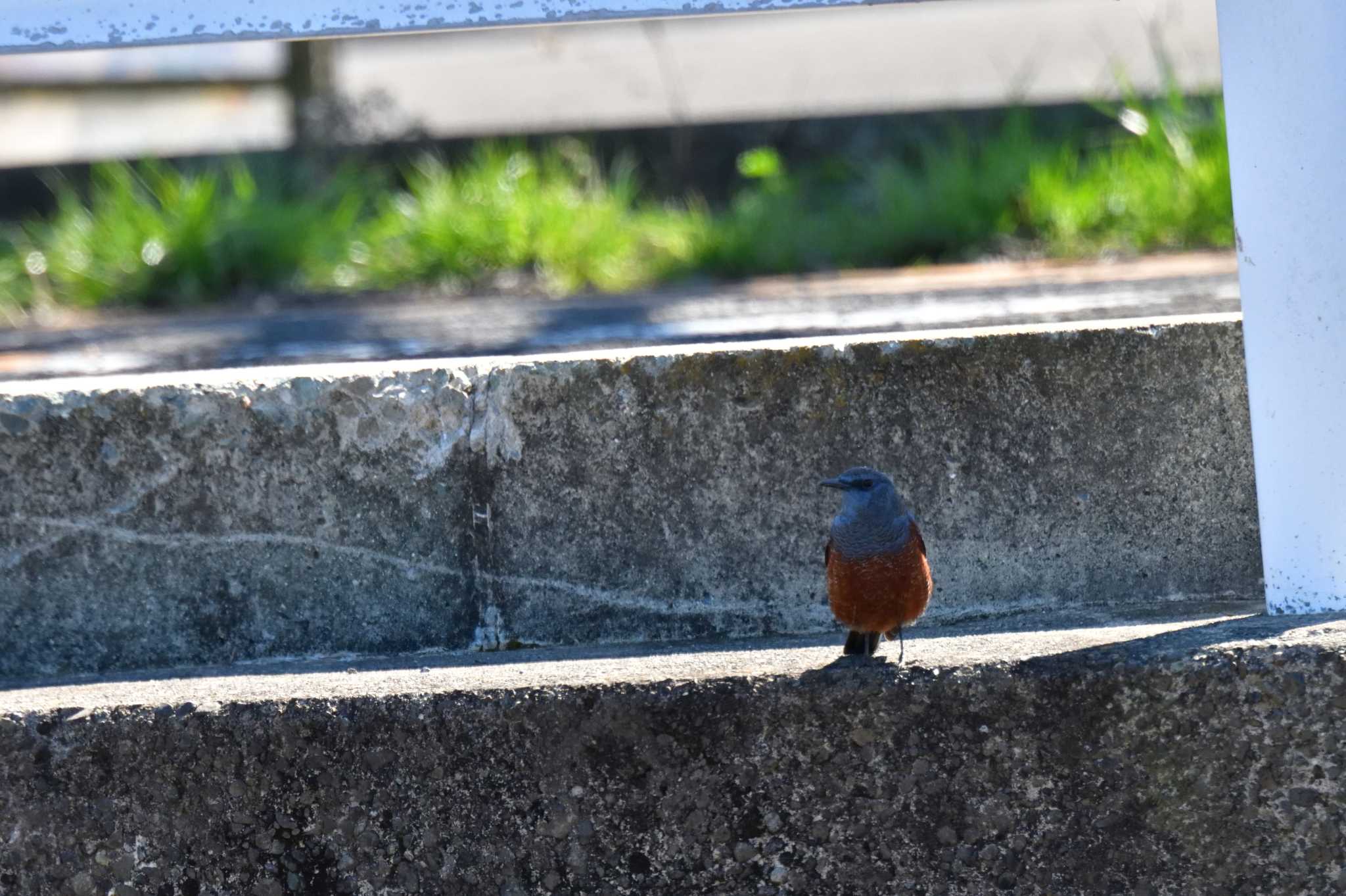 大根川 イソヒヨドリの写真 by やなさん