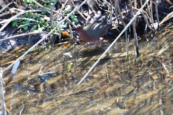 Ruddy-breasted Crake 大根川 Wed, 2/28/2024