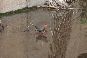 Ruddy-breasted Crake 大根川 Wed, 2/28/2024