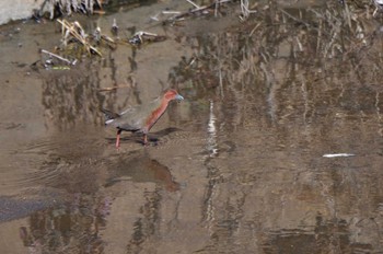 ヒクイナ 大根川 2024年2月28日(水)