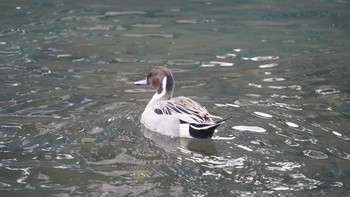 Northern Pintail 鴨居港 Sun, 12/2/2018