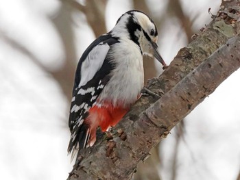 Great Spotted Woodpecker 泉ヶ岳 Thu, 2/29/2024