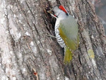 Japanese Green Woodpecker 泉ヶ岳 Sat, 3/2/2024