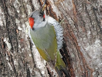 Japanese Green Woodpecker 泉ヶ岳 Sat, 3/2/2024