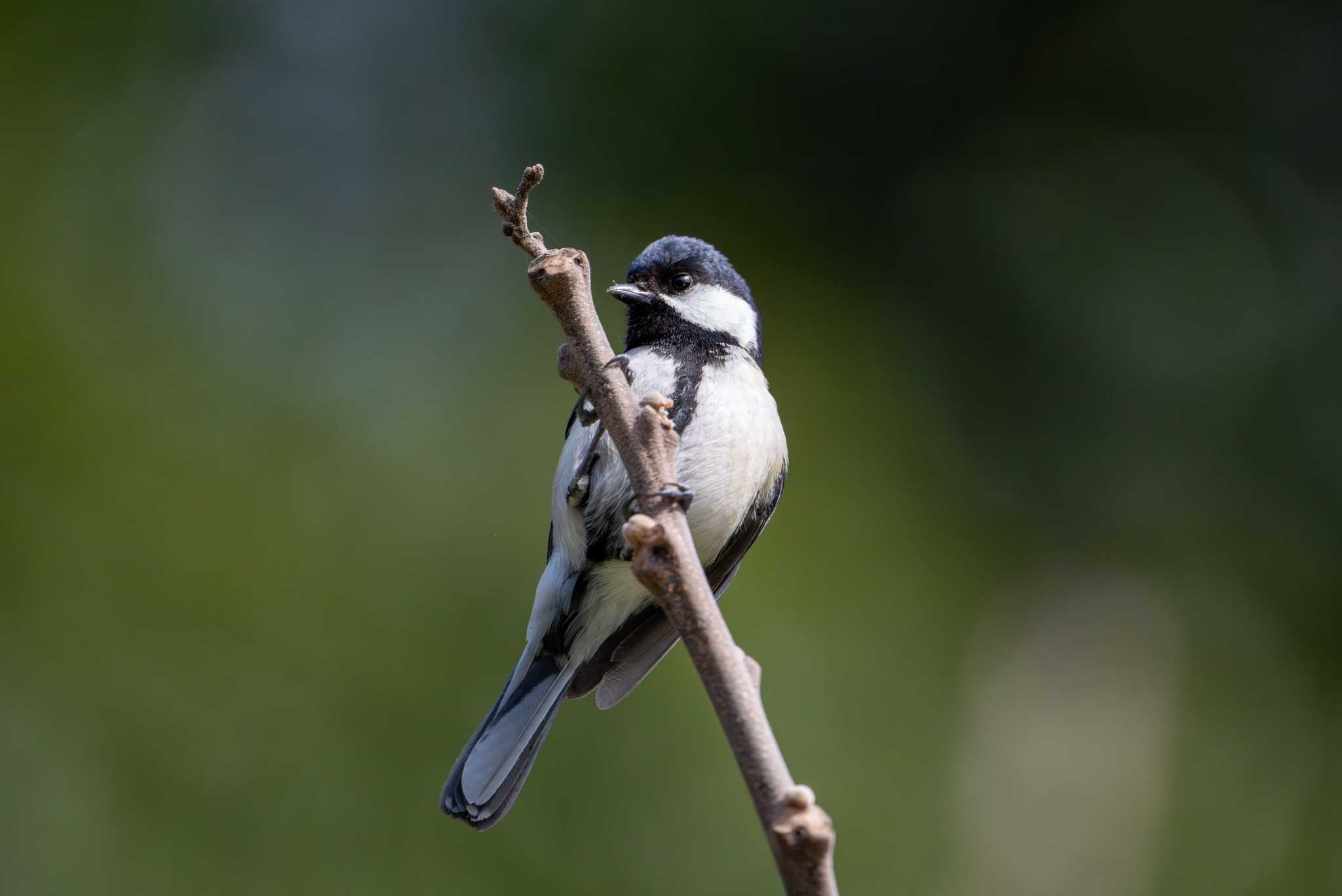 Photo of Japanese Tit at 八景水谷公園 by たけし