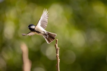 Japanese Tit 八景水谷公園 Sat, 3/2/2024