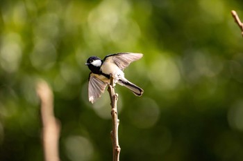 Japanese Tit 八景水谷公園 Sat, 3/2/2024