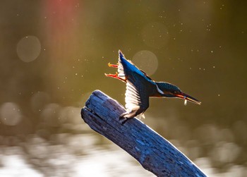 Common Kingfisher 八景水谷公園 Sat, 3/2/2024