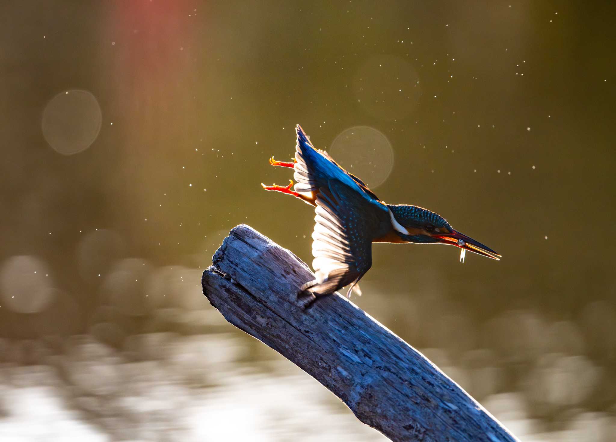 Photo of Common Kingfisher at 八景水谷公園 by たけし
