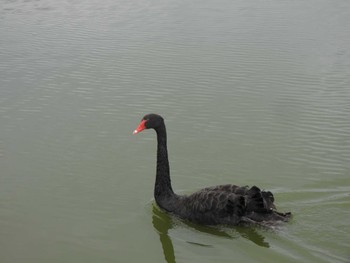 Black Swan 平池緑地公園 Thu, 2/29/2024