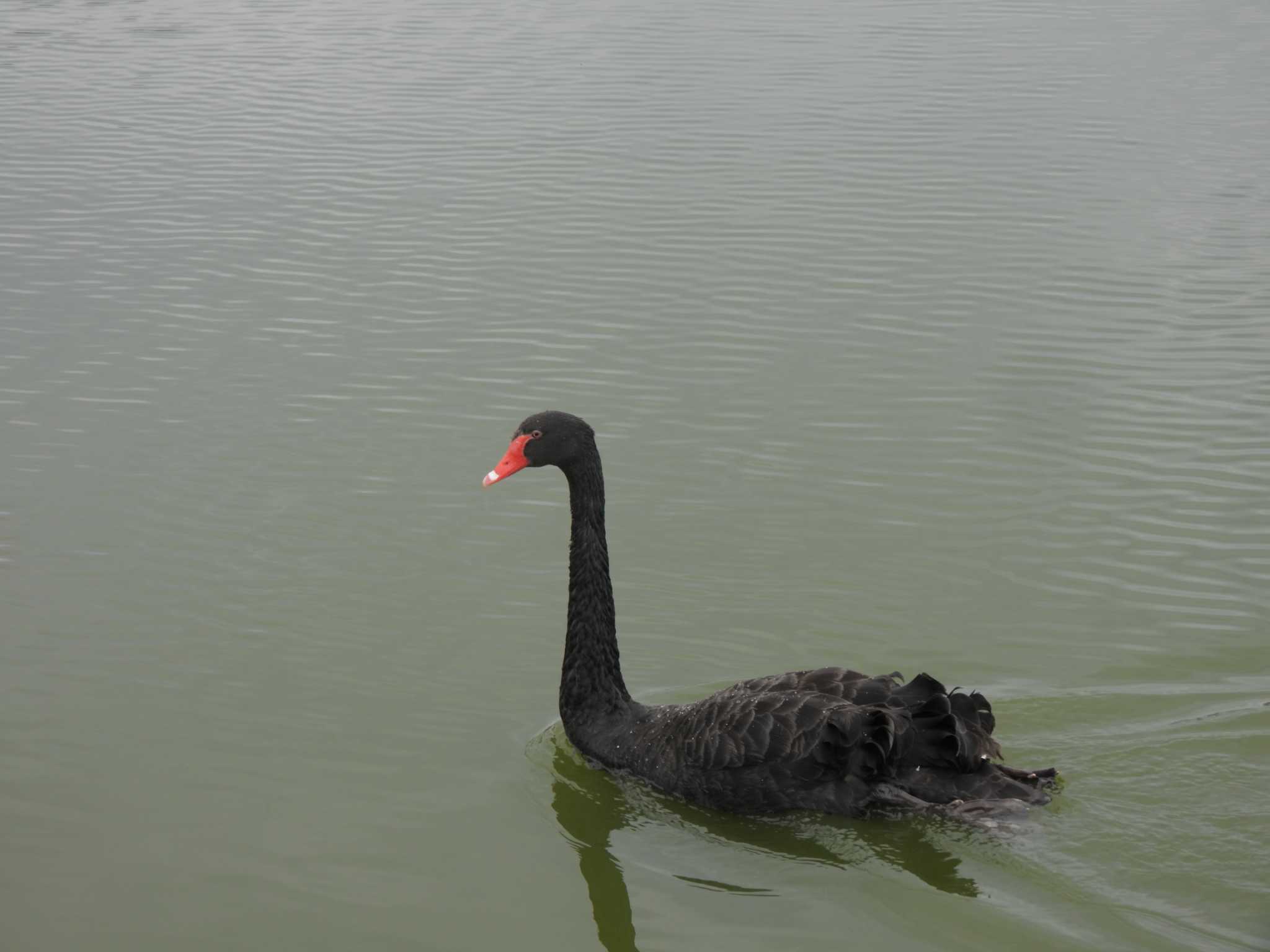 Photo of Black Swan at 平池緑地公園 by たわし