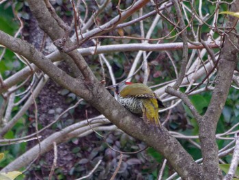 Japanese Green Woodpecker 横浜市立金沢自然公園 Sat, 3/2/2024