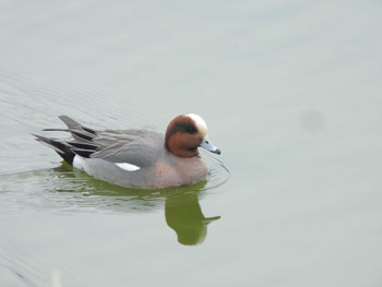 American Wigeon 平池緑地公園 Thu, 2/29/2024