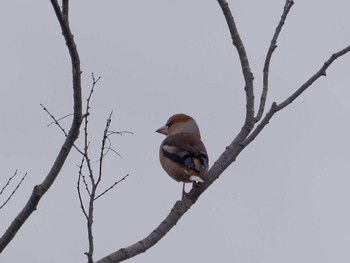 Hawfinch 横浜市立金沢自然公園 Sat, 3/2/2024