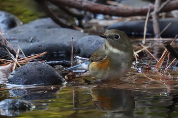 Red-flanked Bluetail 東京都多摩地域 Sat, 12/1/2018