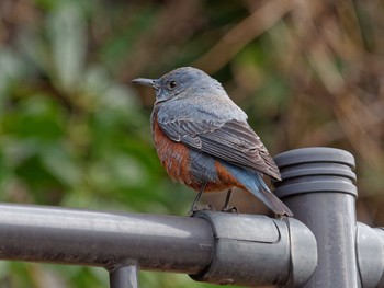 Blue Rock Thrush 横浜市立金沢自然公園 Sat, 3/2/2024