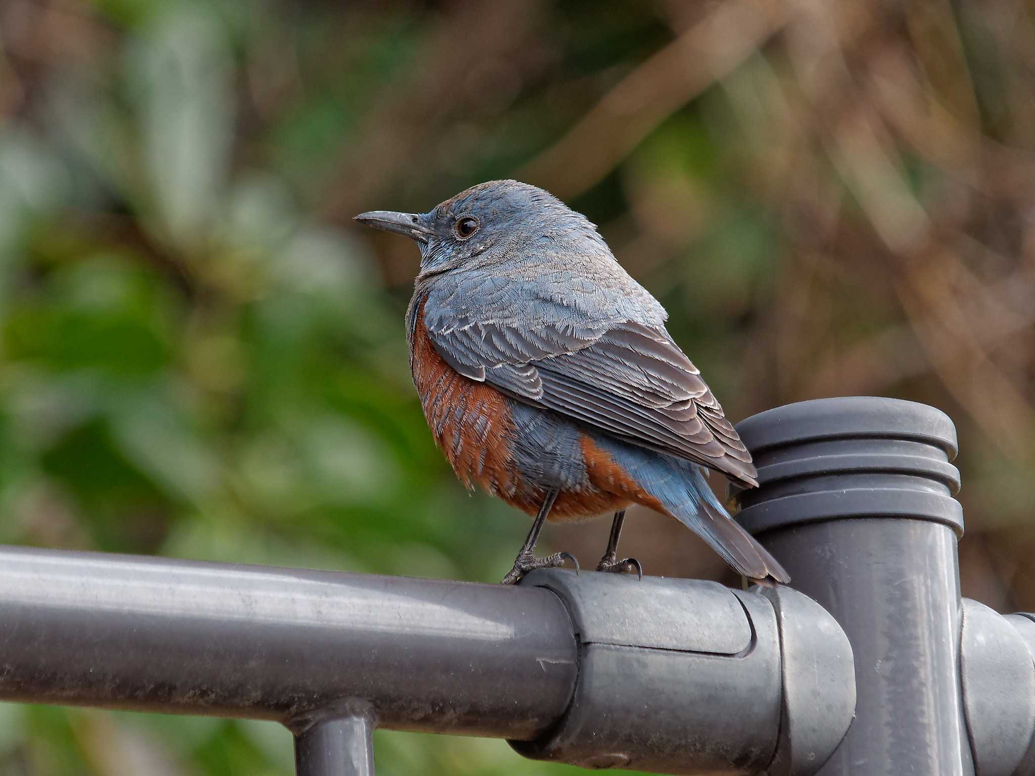 Photo of Blue Rock Thrush at 横浜市立金沢自然公園 by しおまつ