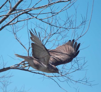 Eastern Buzzard 東京都多摩地域 Wed, 2/28/2024