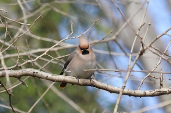 Bohemian Waxwing Akigase Park Sat, 3/2/2024