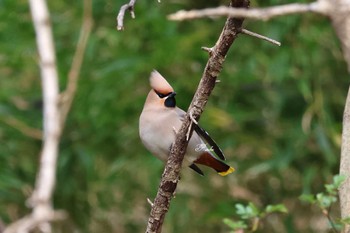 Bohemian Waxwing Akigase Park Sat, 3/2/2024