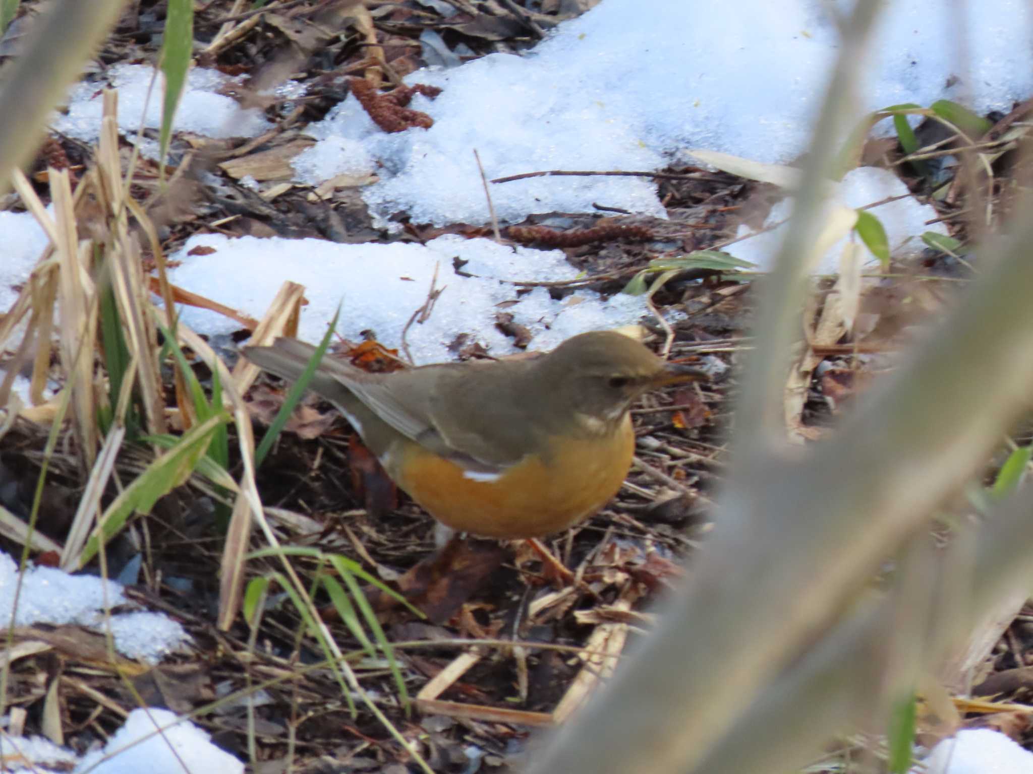 Brown-headed Thrush