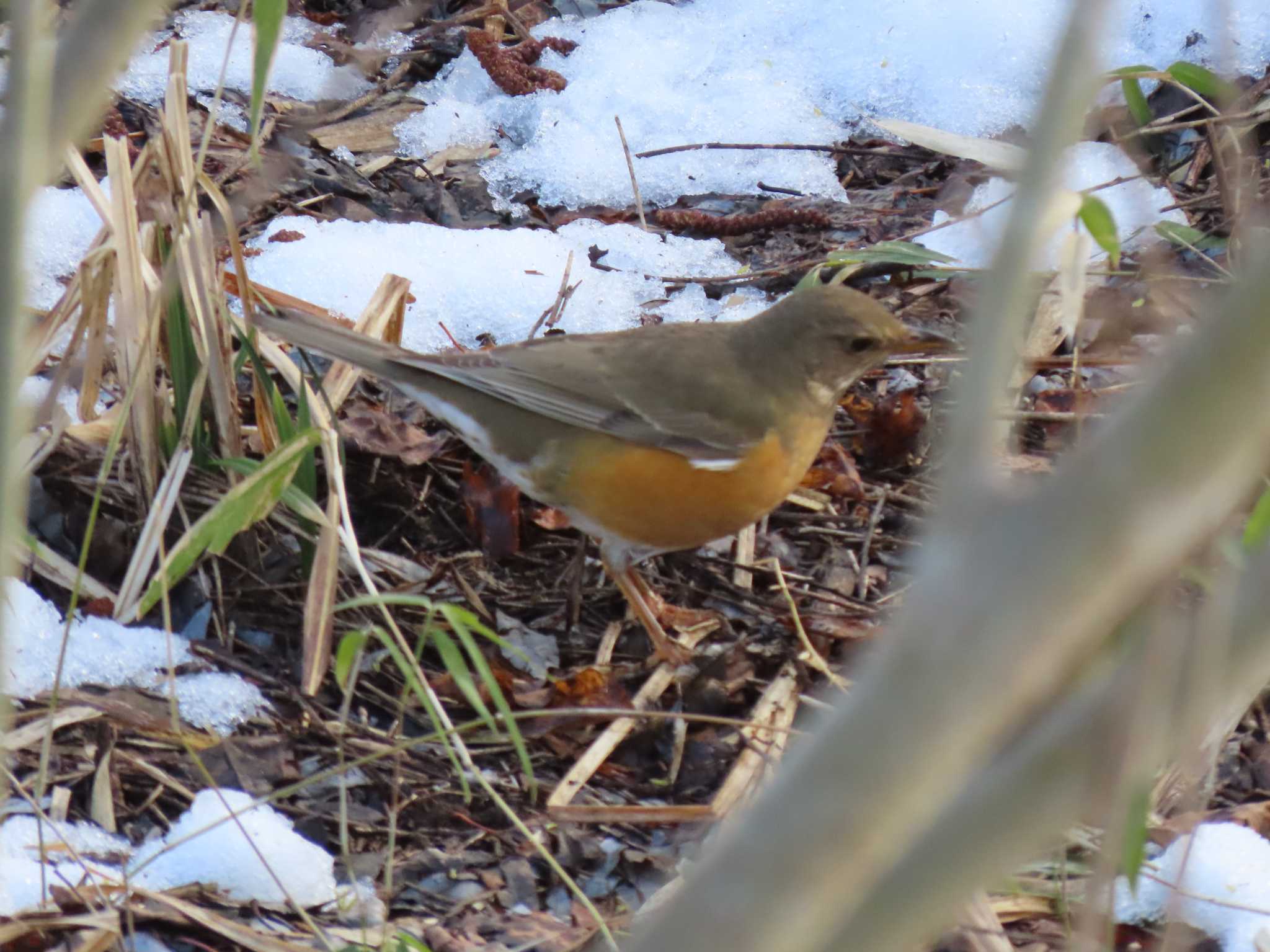 Brown-headed Thrush