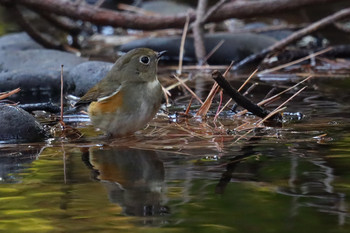 Red-flanked Bluetail 東京都多摩地域 Sat, 12/1/2018