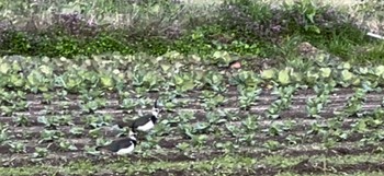 Northern Lapwing Unknown Spots Unknown Date