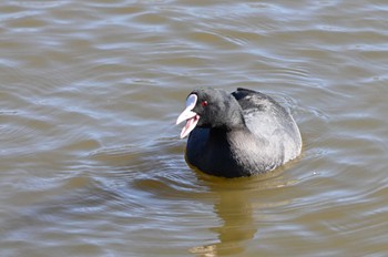 Eurasian Coot まつぶし緑の丘公園 Mon, 1/1/2024