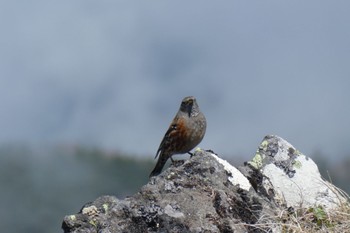 Alpine Accentor 八ヶ岳 Wed, 6/7/2023