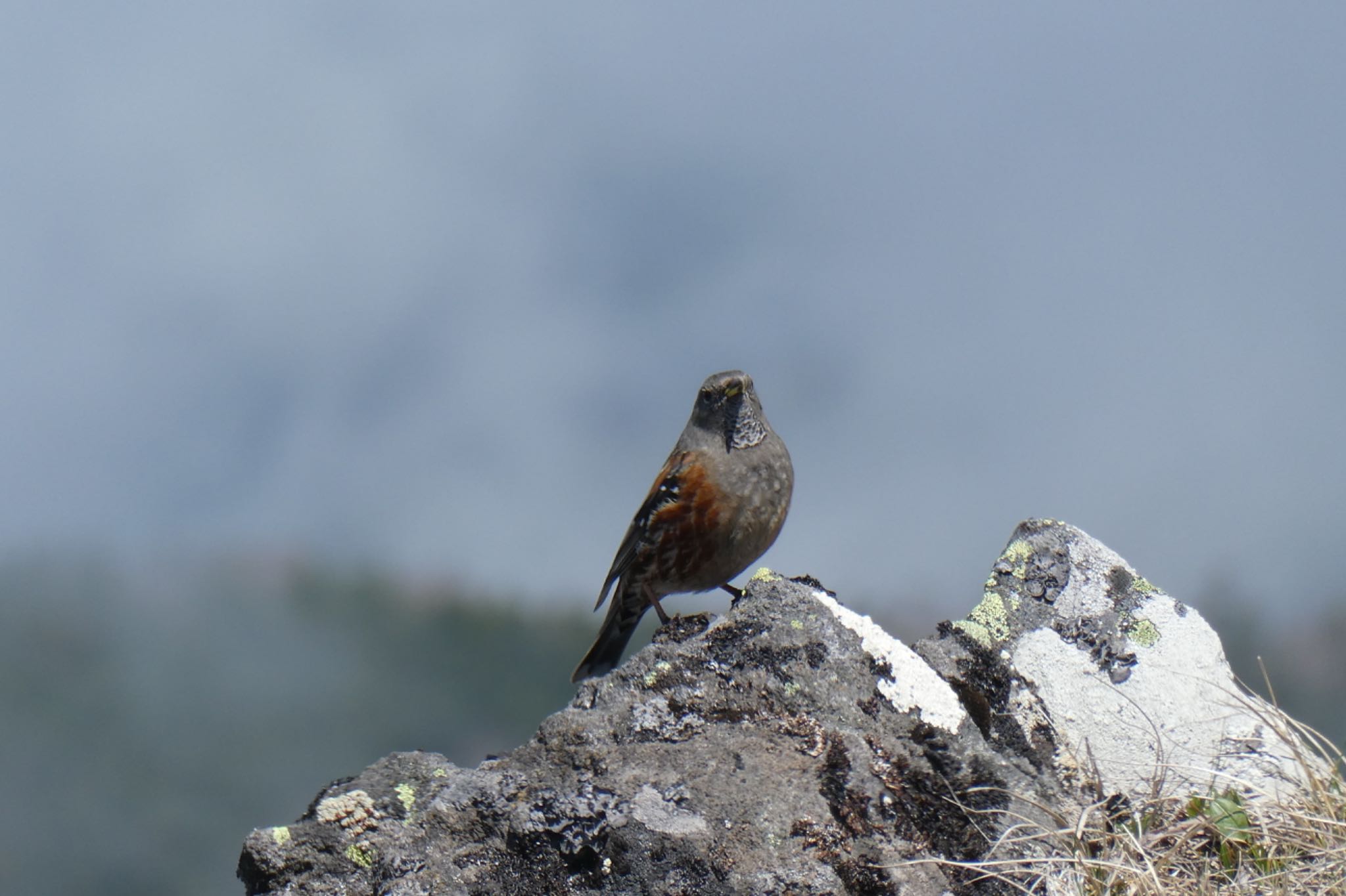 Photo of Alpine Accentor at 八ヶ岳 by おかず