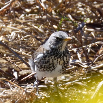 Fieldfare Unknown Spots Sat, 3/2/2024