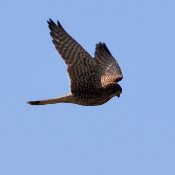 Common Kestrel Unknown Spots Sat, 3/2/2024