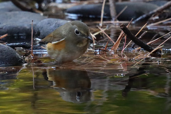 Red-flanked Bluetail 東京都多摩地域 Sat, 12/1/2018