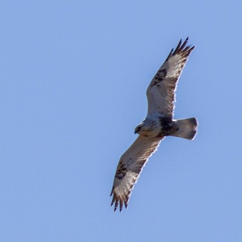 Rough-legged Buzzard Unknown Spots Sat, 3/2/2024