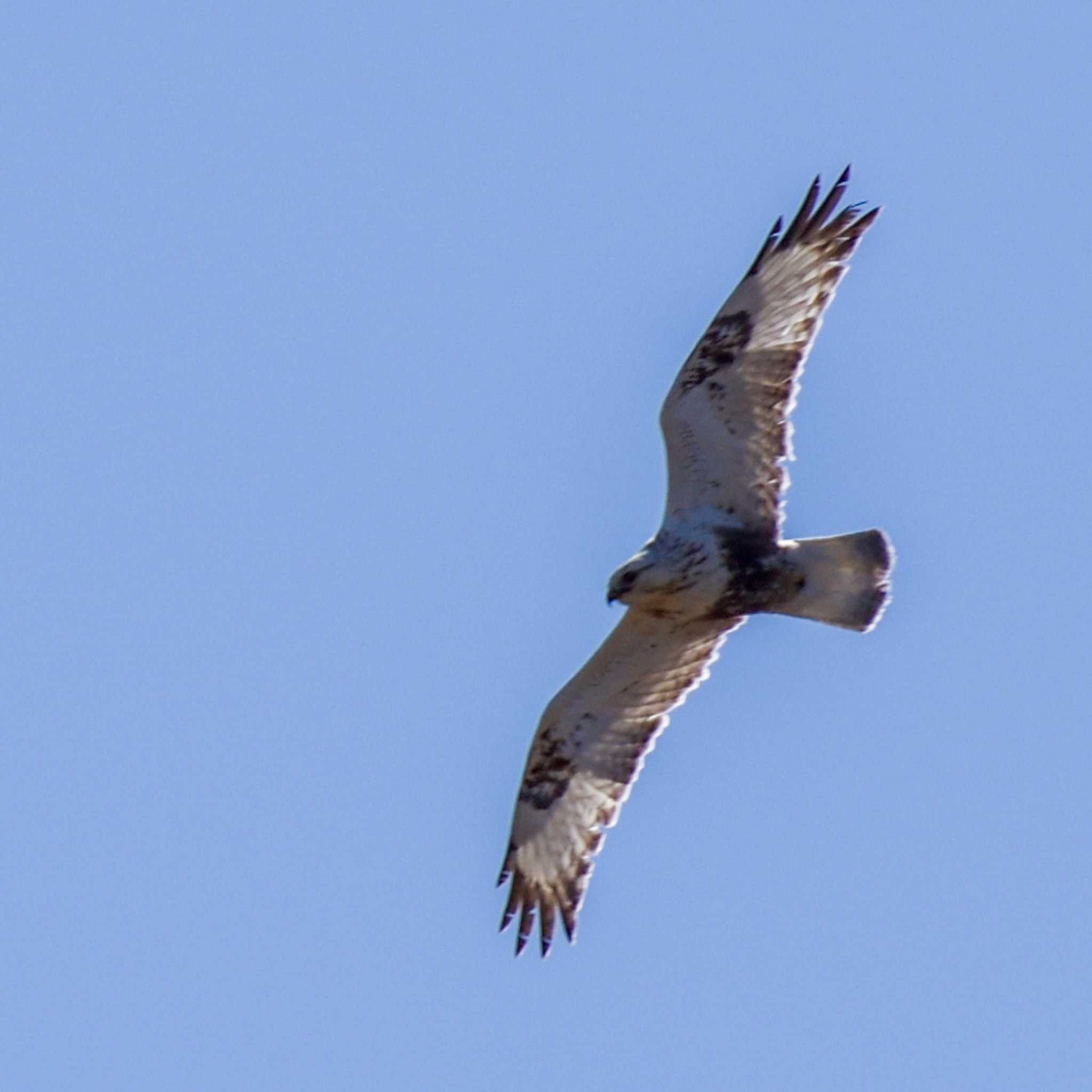 Photo of Rough-legged Buzzard at  by Mr.Quiet