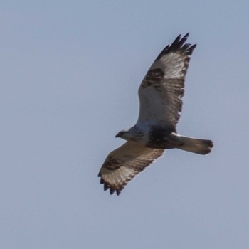 Rough-legged Buzzard Unknown Spots Sat, 3/2/2024