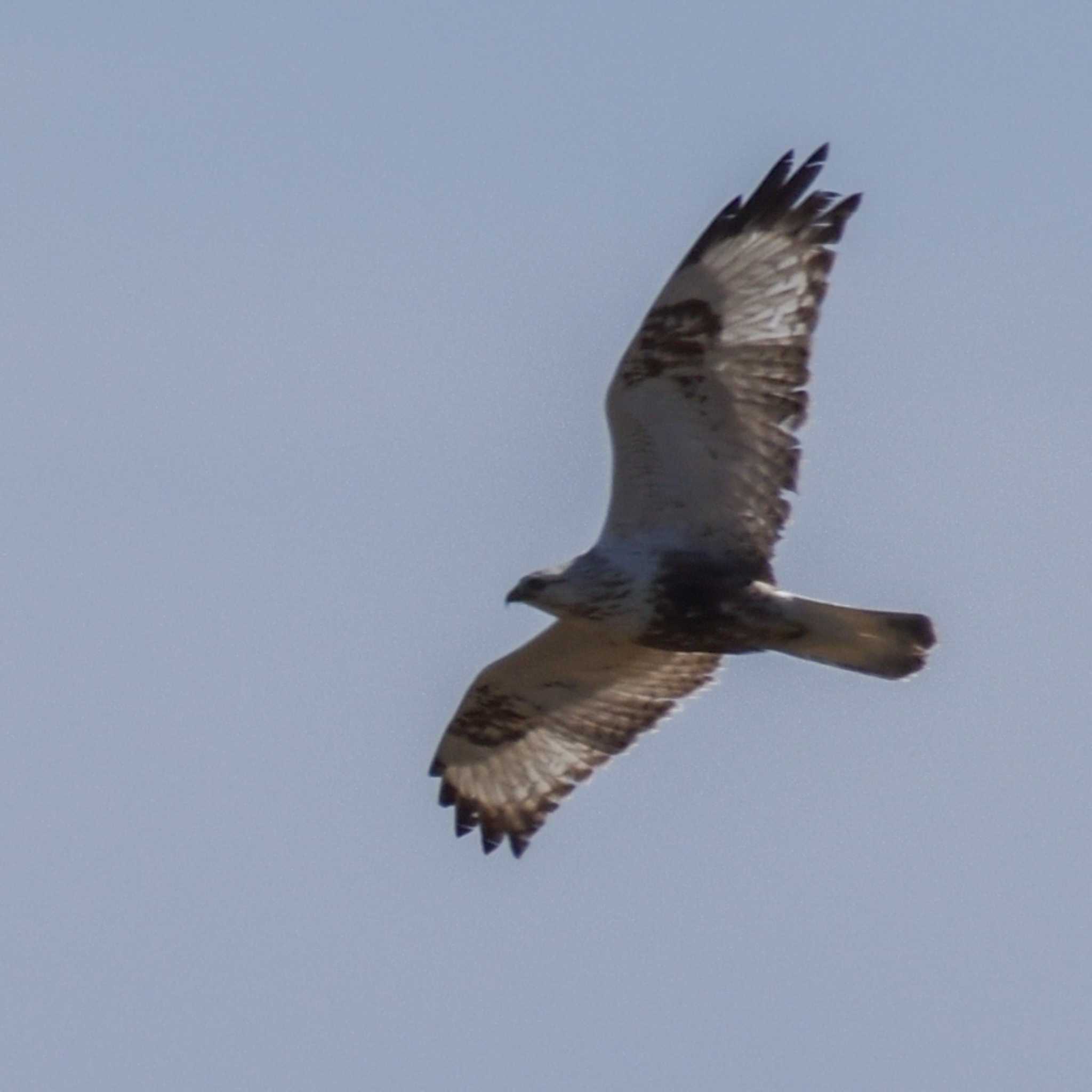 Photo of Rough-legged Buzzard at  by Mr.Quiet