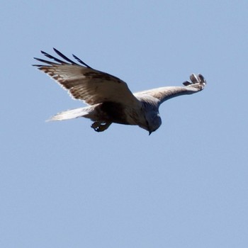 Rough-legged Buzzard Unknown Spots Sat, 3/2/2024