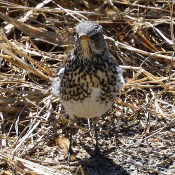 Fieldfare Unknown Spots Sat, 3/2/2024