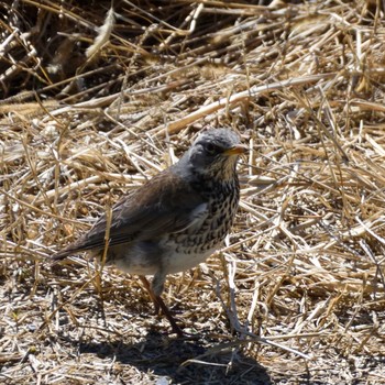 Fieldfare Unknown Spots Sat, 3/2/2024