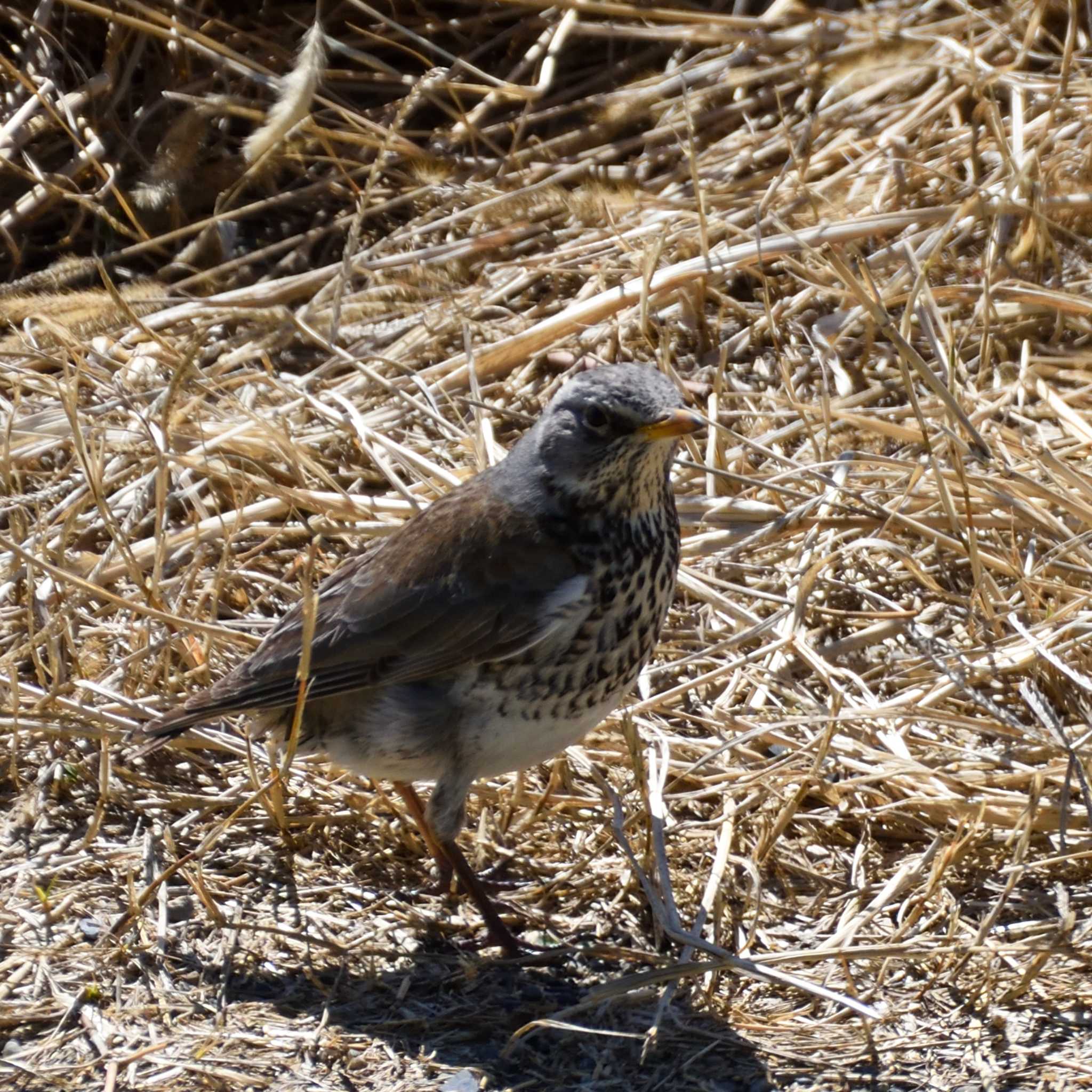 Photo of Fieldfare at  by Mr.Quiet
