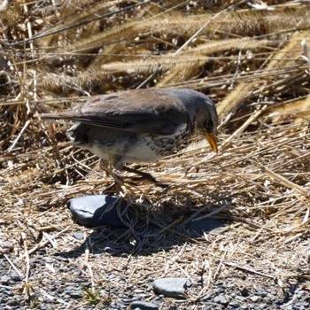 Fieldfare Unknown Spots Sat, 3/2/2024