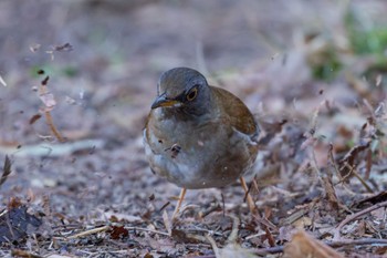 Pale Thrush 善福寺公園 Tue, 2/27/2024