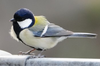 シジュウカラ 住吉公園 2024年3月2日(土)