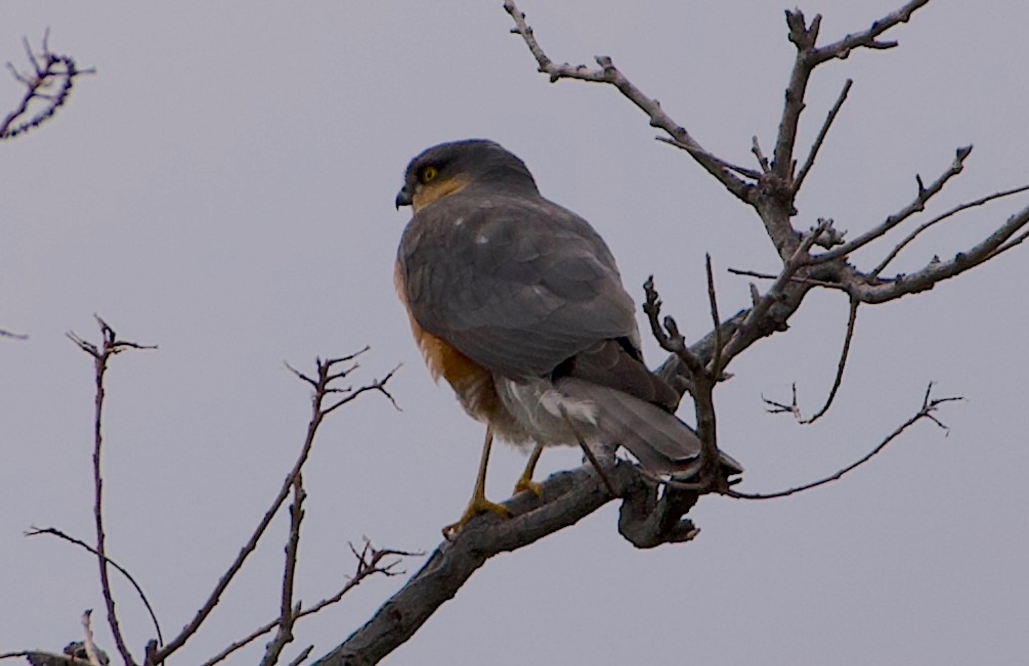 Eurasian Sparrowhawk