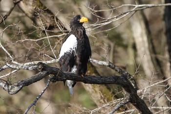 2018年12月2日(日) 北海道　八雲町　遊楽部川の野鳥観察記録